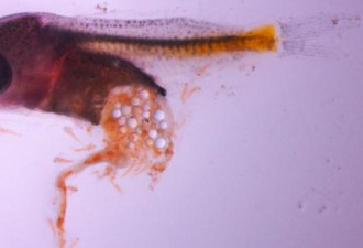 研究发现幼年鱼类更喜欢吃塑料：威胁鱼类物种