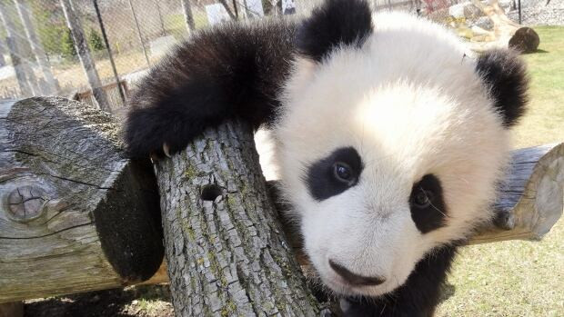 Jia Panpan, shown here, has begun exploring new parts of his habitat. He and his sister just turned seven months old.