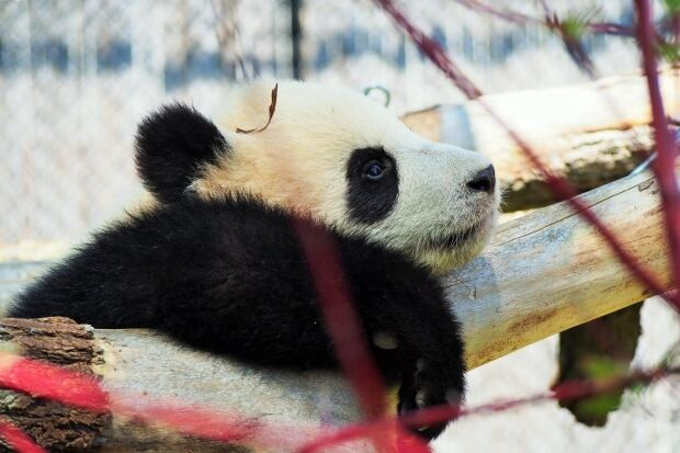 Toronto Zoo pandas