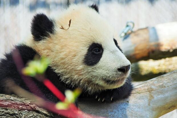 Toronto Zoo pandas