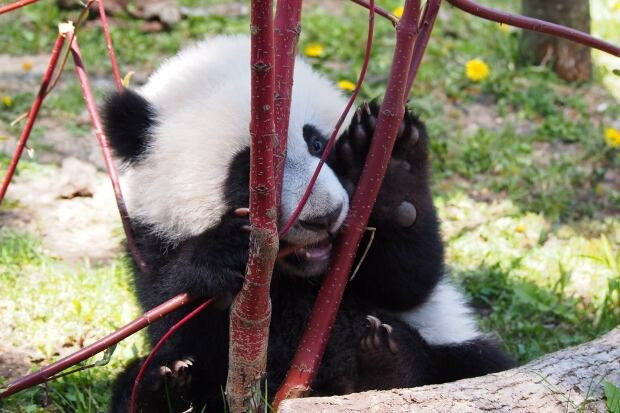 Toronto Zoo pandas