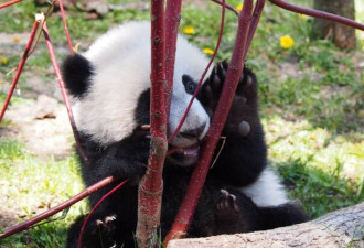 萌哒哒！多伦多的小熊猫兄妹7个月啦