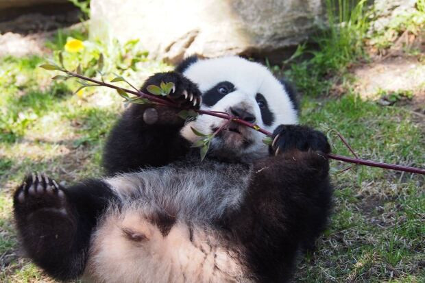 Toronto Zoo pandas