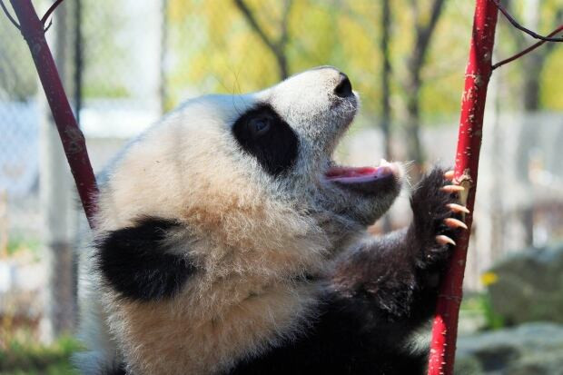 Toronto Zoo pandas