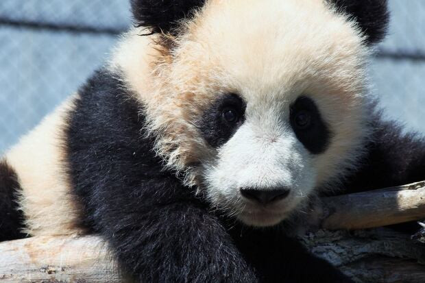 Toronto Zoo pandas