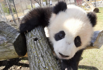 萌哒哒！多伦多的小熊猫兄妹7个月啦