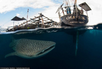 摄影师拍摄巨型鲸鲨与渔民水下共舞 和谐共生