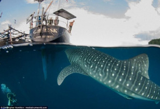 摄影师拍摄巨型鲸鲨与渔民水下共舞 和谐共生