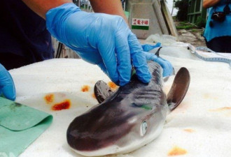 渔民给母鲨鱼进行剖腹产 剖出近80只小鲨鱼