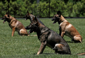 K9神探如何炼成？探访美国最大警犬训练基地