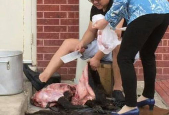 中餐馆老板后门屠猪 照片上网炸开锅