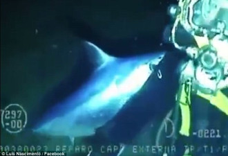惊魂一刻：剑鱼冲向潜水员刺中氧气装置