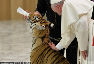 教皇就是霸气 接见会众当场抚摸老虎幼崽