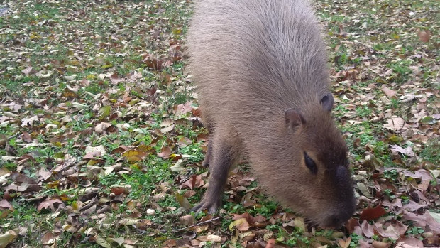 This is a capybara at High Park Zoo last November. CBC was unable to confirm whether or not this rodent is one of today's fugitives.