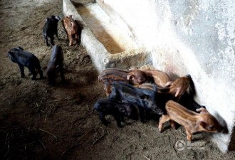 四川达州家猪产下17只野猪崽成奇闻