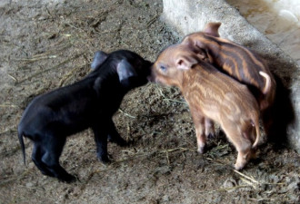 四川达州家猪产下17只野猪崽成奇闻
