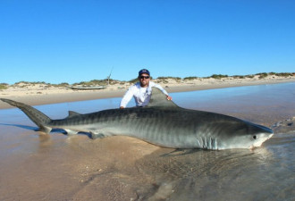 牛！澳大利亚两渔民捕获10头巨型虎鲨