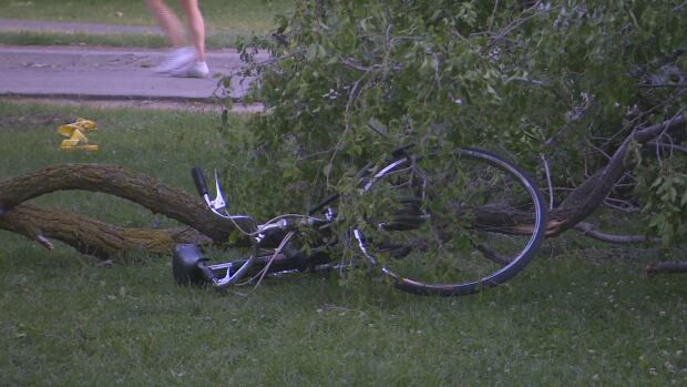 Trinity Bellwoods park tree branch death