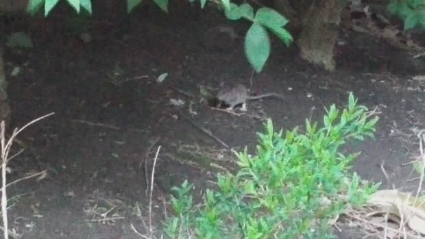 Rat