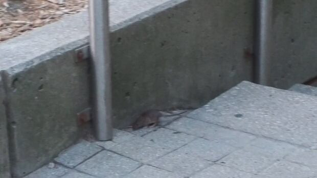 Rat