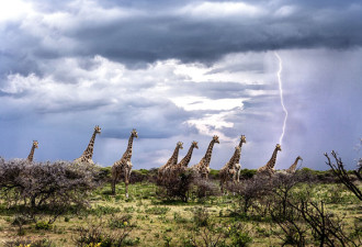俄摄影师抓拍到长颈鹿似被雷电击中有趣画面