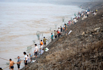 罕见黄河流鱼引群众下河捕捞 场面壮观