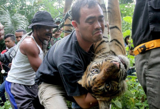 印尼老虎闯村庄觅食：被村民麻醉送动物园