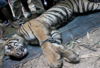 印尼老虎闯村庄觅食：被村民麻醉送动物园