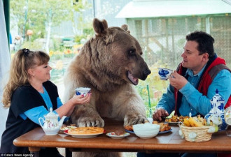 俄罗斯夫妇养270斤熊23年 每日同桌进餐