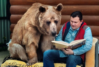 俄罗斯夫妇养270斤熊23年 每日同桌进餐