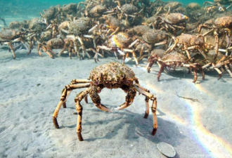 成千上万只蜘蛛蟹集体迁徙 密密麻麻超壮观