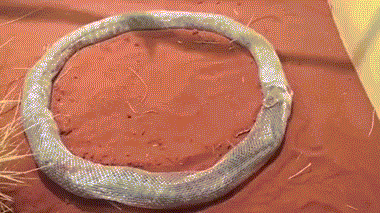 生命之环：蟒蛇蜕皮呈环形 被困3小时