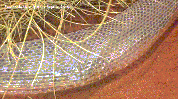 生命之环：蟒蛇蜕皮呈环形 被困3小时
