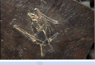 荷兰博物馆拍卖恐龙化石 鸭嘴龙骨架拍出百万