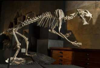 荷兰博物馆拍卖恐龙化石 鸭嘴龙骨架拍出百万