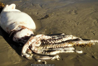 深海巨型鱿鱼能长多大?巨乌贼体长达20米
