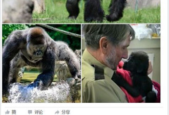 为救4岁小孩，大猩猩在动物园遭射杀