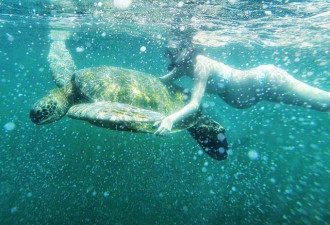 林青霞继女挺9月孕肚浮潜 水下与巨型海龟同游