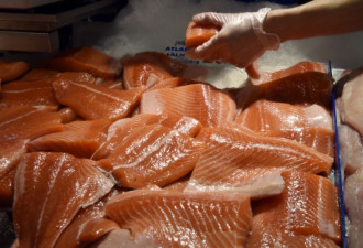 转基因三文鱼进入加国市场 如何鉴别？