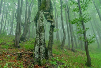 保加利亚惊现20米巨型树人 有头有手脚