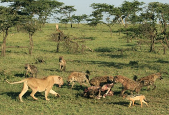 为争早餐鬣狗与狮子大打出手 猛咬狮尾