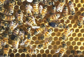 伟大繁殖策略：奇特雌性蜜蜂无需雄性便能繁殖