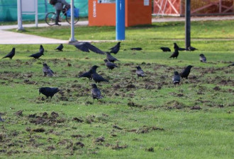 温哥华的乌鸦最近疯了 每天袭击200人