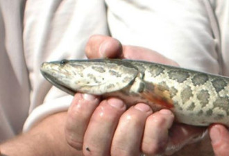 外来物种北侵 圣劳伦斯河惊现亚洲鲤鱼