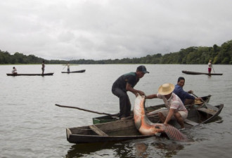 一年一次的捕捞现场：亚马逊的活化石巨鱼