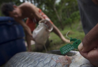 一年一次的捕捞现场：亚马逊的活化石巨鱼