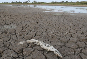 巴拉圭遇极旱如末日 河床遍布鳄鱼干尸