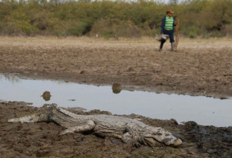 巴拉圭遇极旱如末日 河床遍布鳄鱼干尸