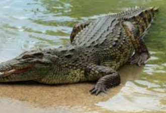 佛州迪士尼鳄鱼叼童事件 专家：游客喂食惹的祸
