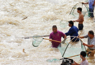 暴雨后市民蜂拥下河抓鱼 覆网、蚊帐都用上了